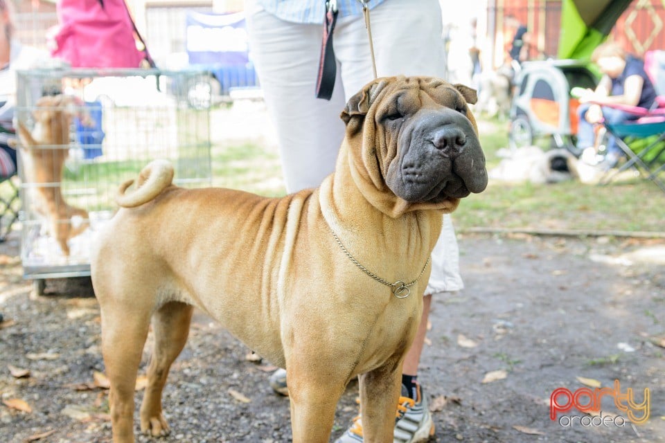 Expoziţie canină, Oradea