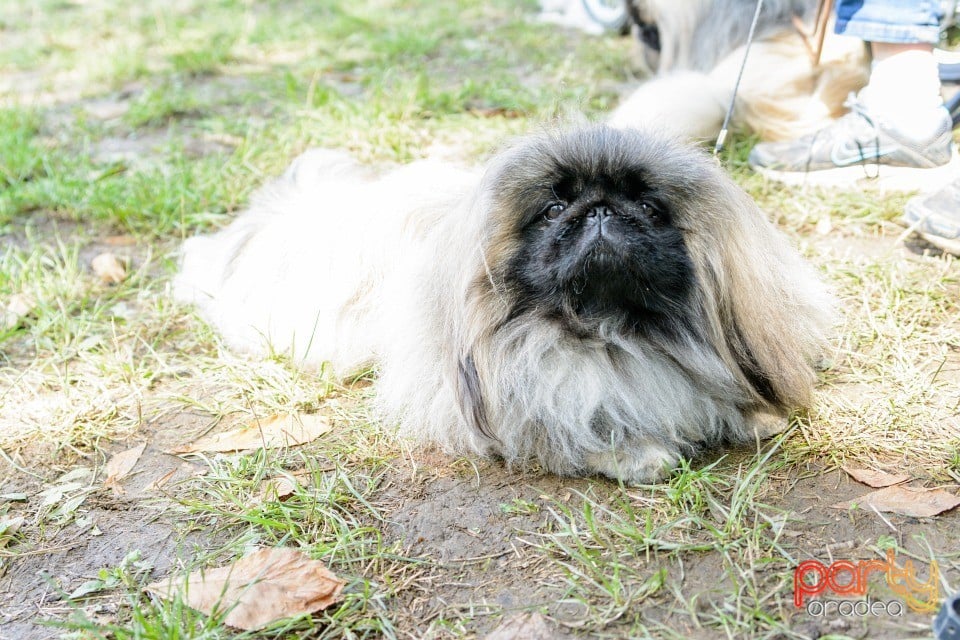 Expoziţie canină, Oradea