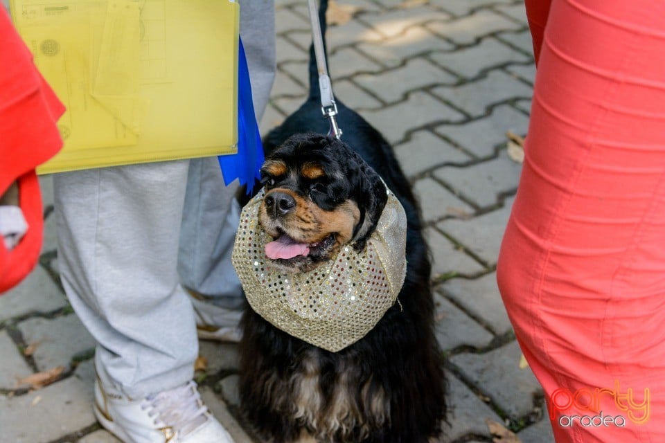 Expoziţie canină, Oradea