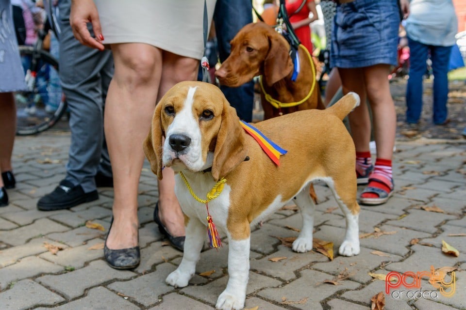 Expoziţie canină, Oradea