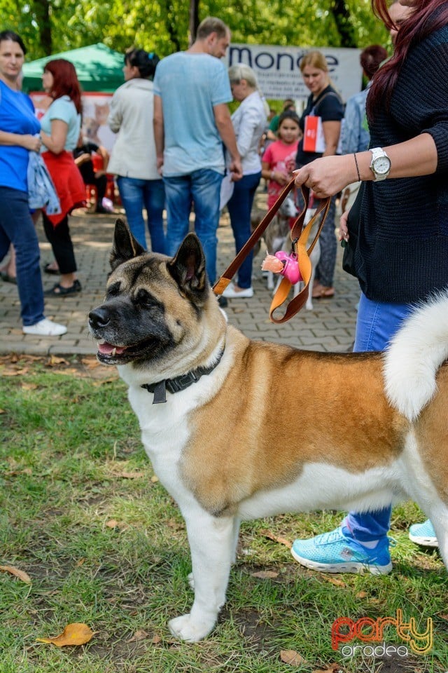 Expoziţie canină, Oradea