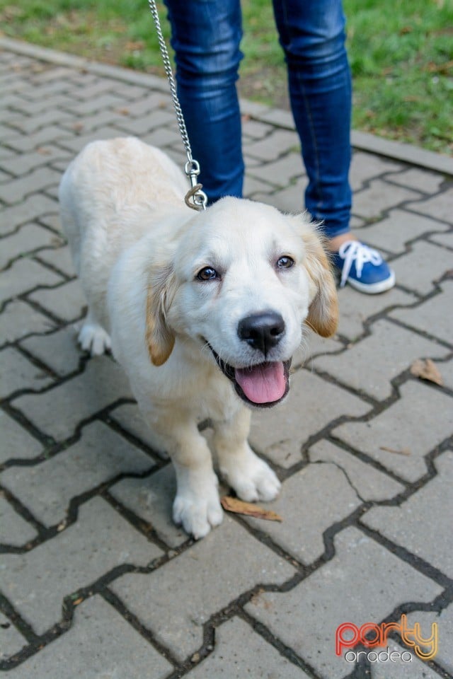 Expoziţie canină, Oradea