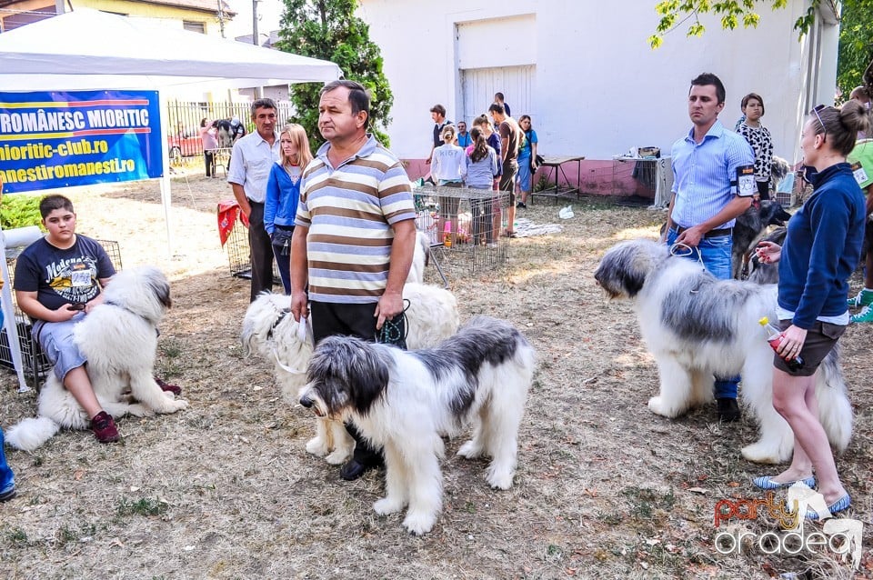 Expozitie canina, Oradea