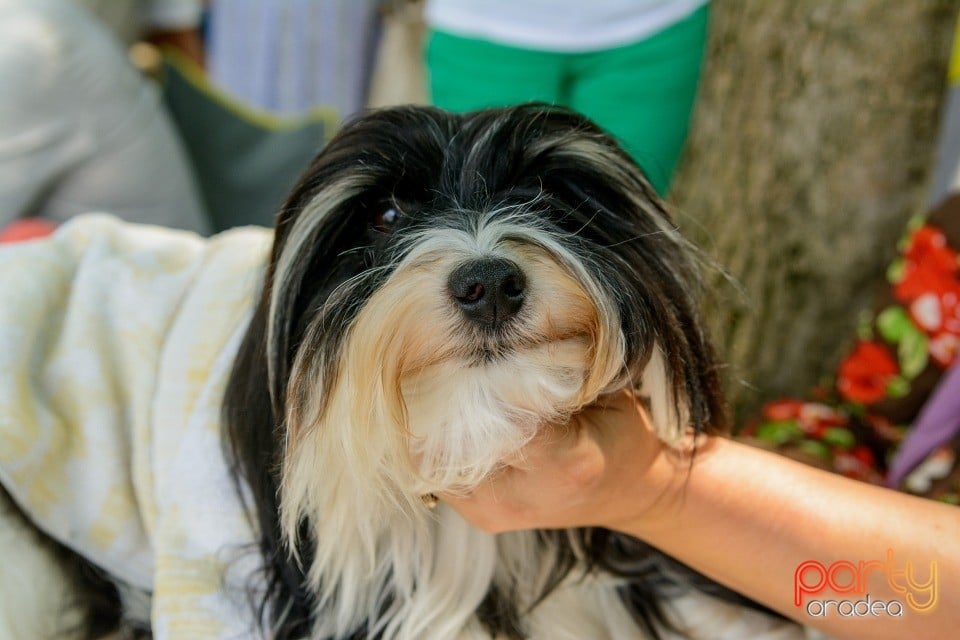 Expoziţie canină, Oradea