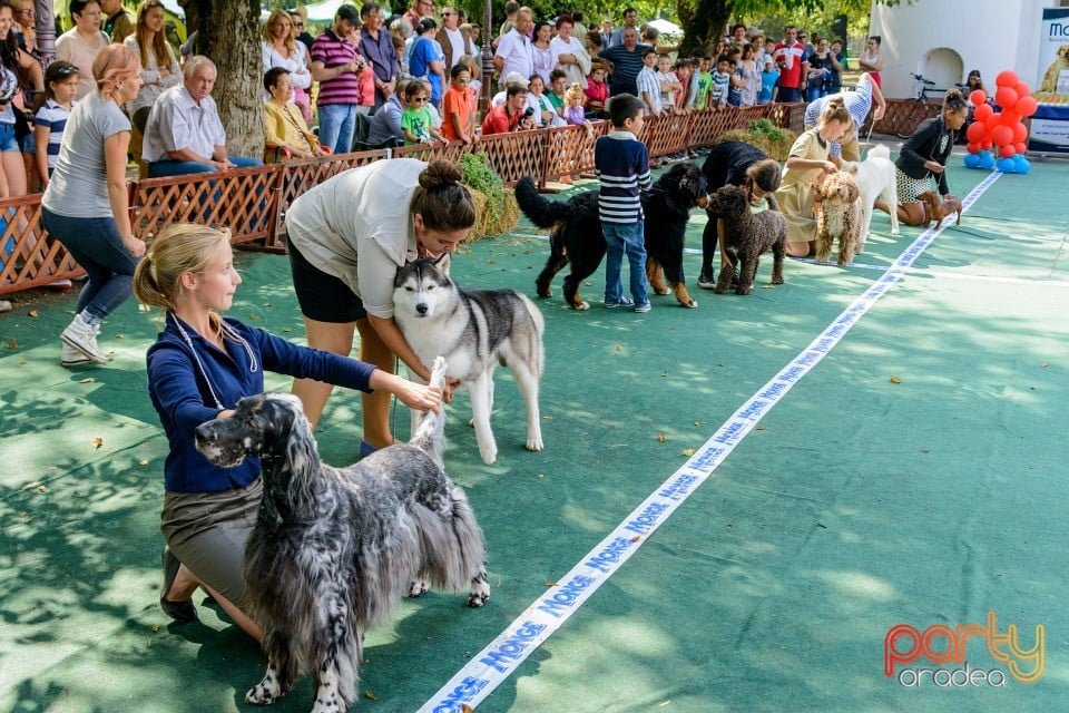 Expoziţie canină, Oradea