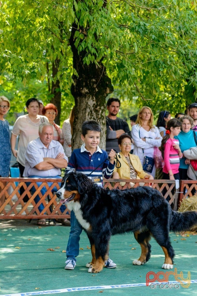 Expoziţie canină, Oradea