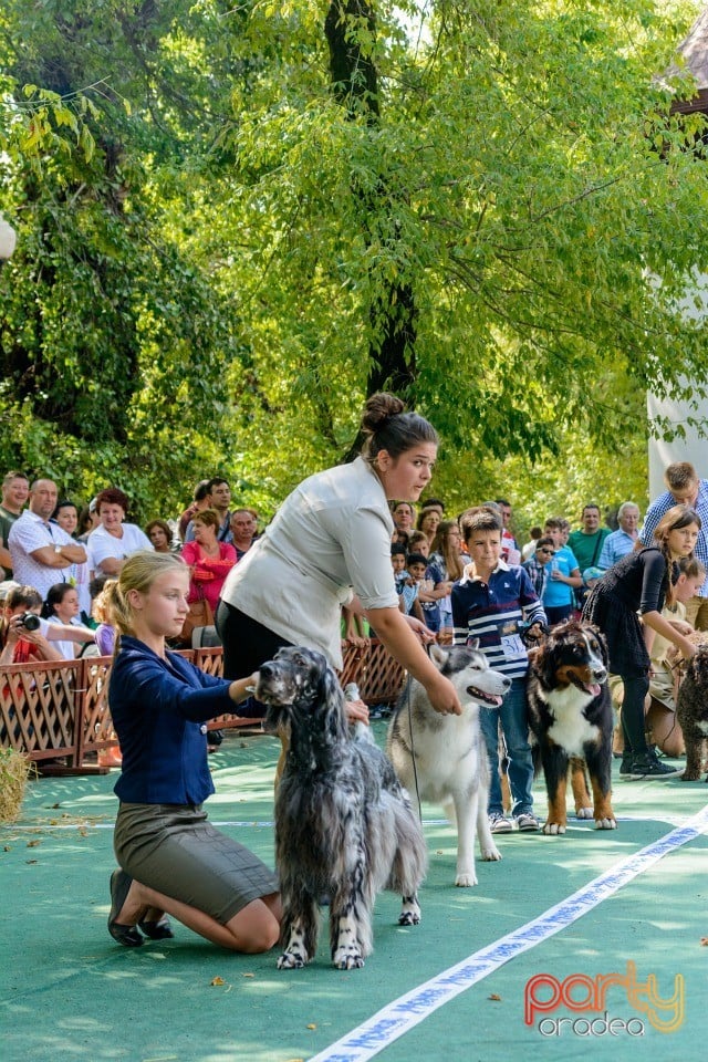 Expoziţie canină, Oradea