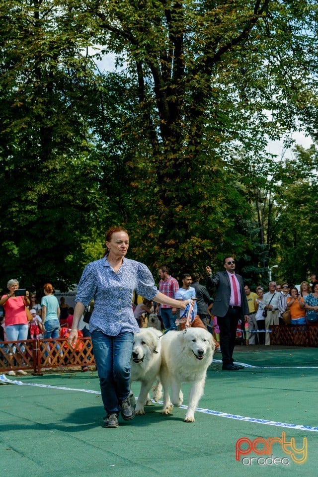 Expoziţie canină, Oradea