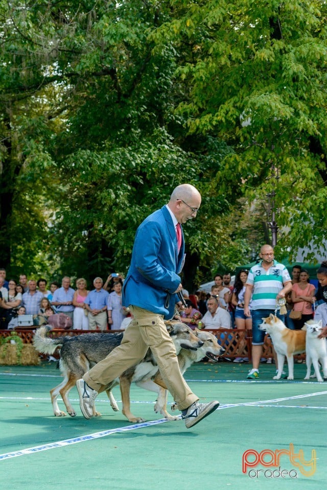 Expoziţie canină, Oradea