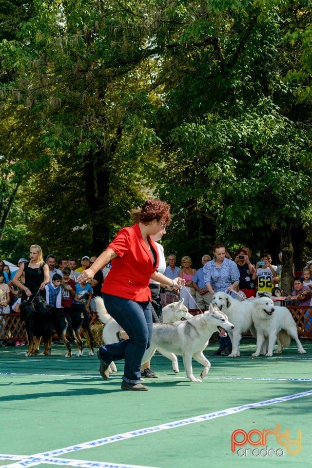 Expoziţie canină, Oradea