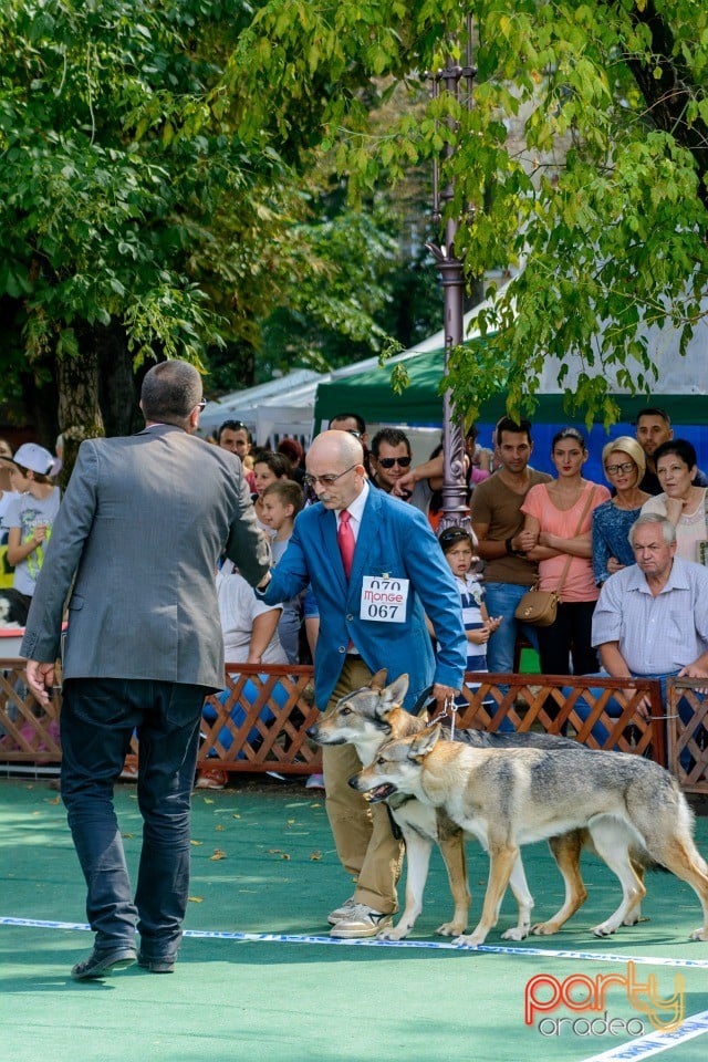 Expoziţie canină, Oradea