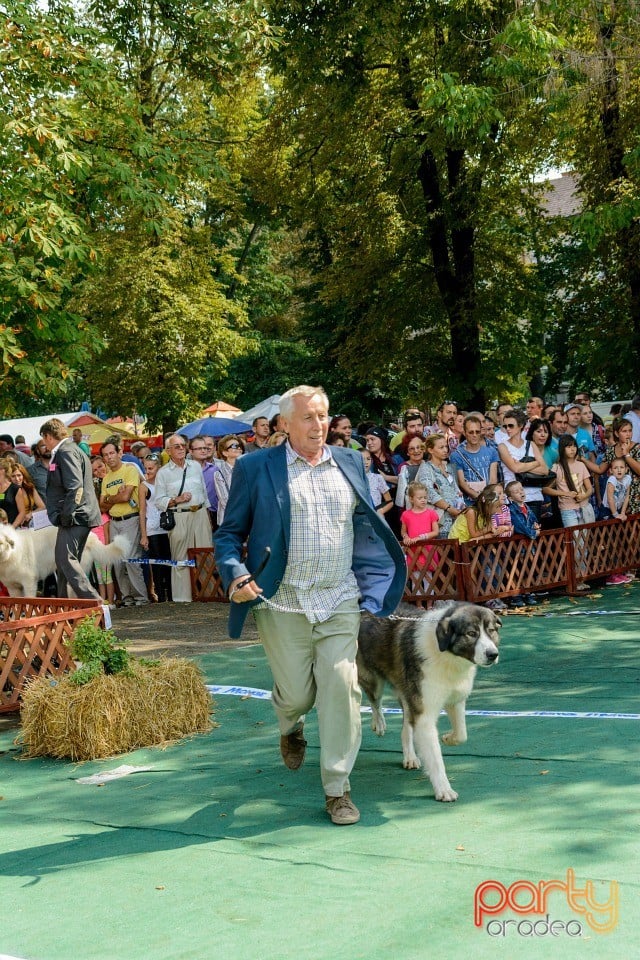 Expoziţie canină, Oradea