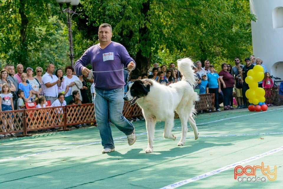 Expoziţie canină, Oradea