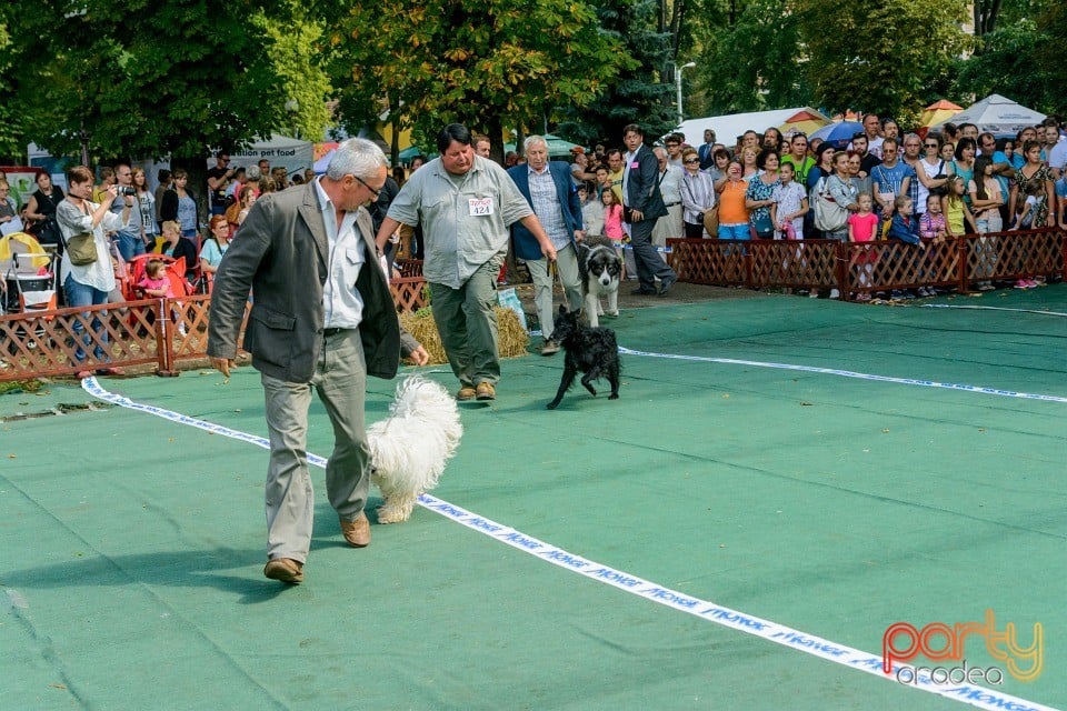 Expoziţie canină, Oradea