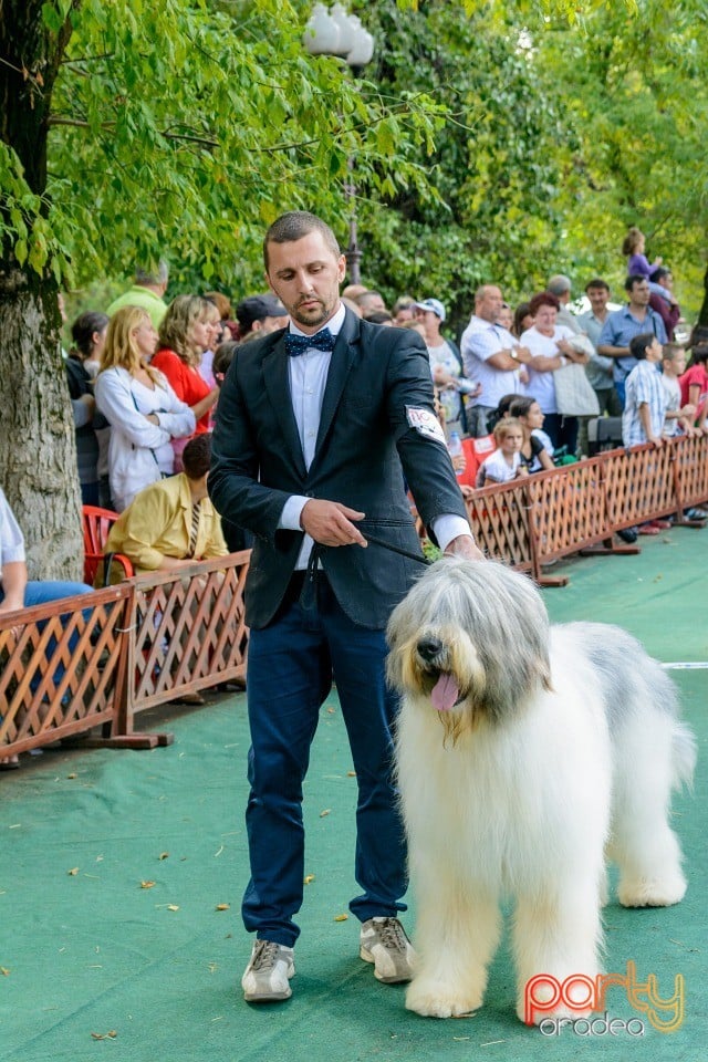 Expoziţie canină, Oradea