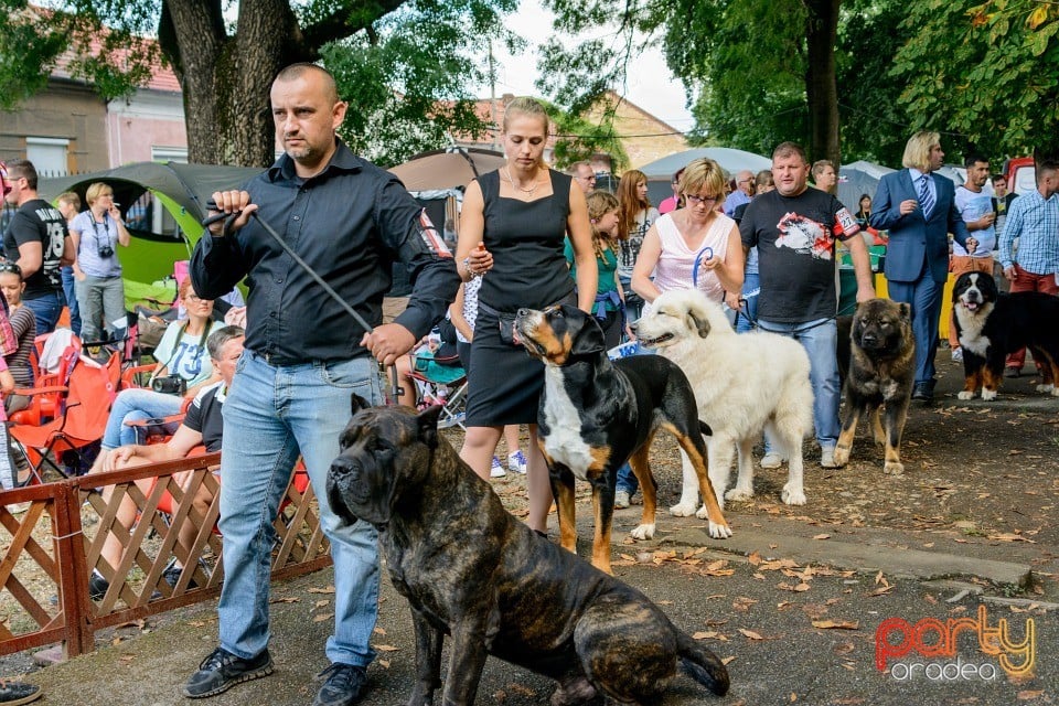 Expoziţie canină, Oradea