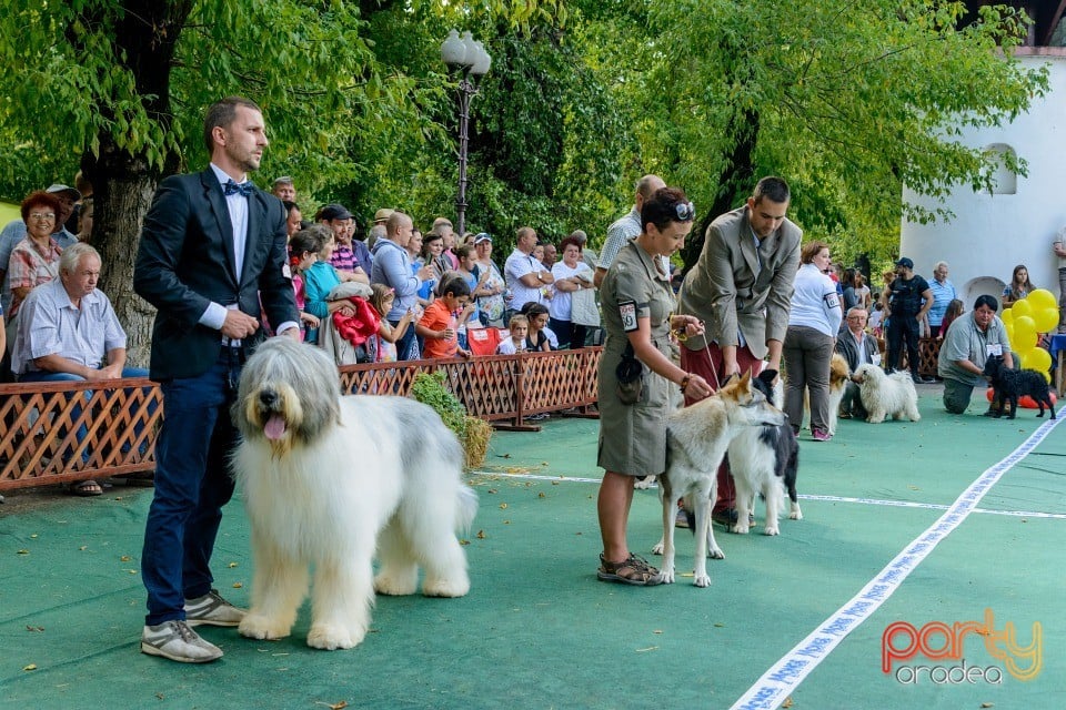 Expoziţie canină, Oradea