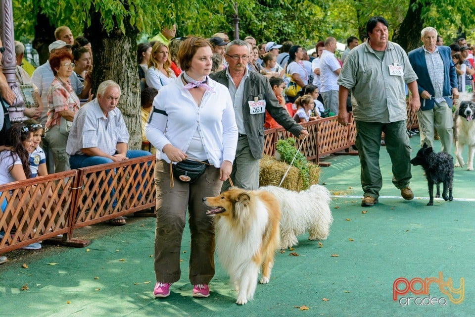 Expoziţie canină, Oradea