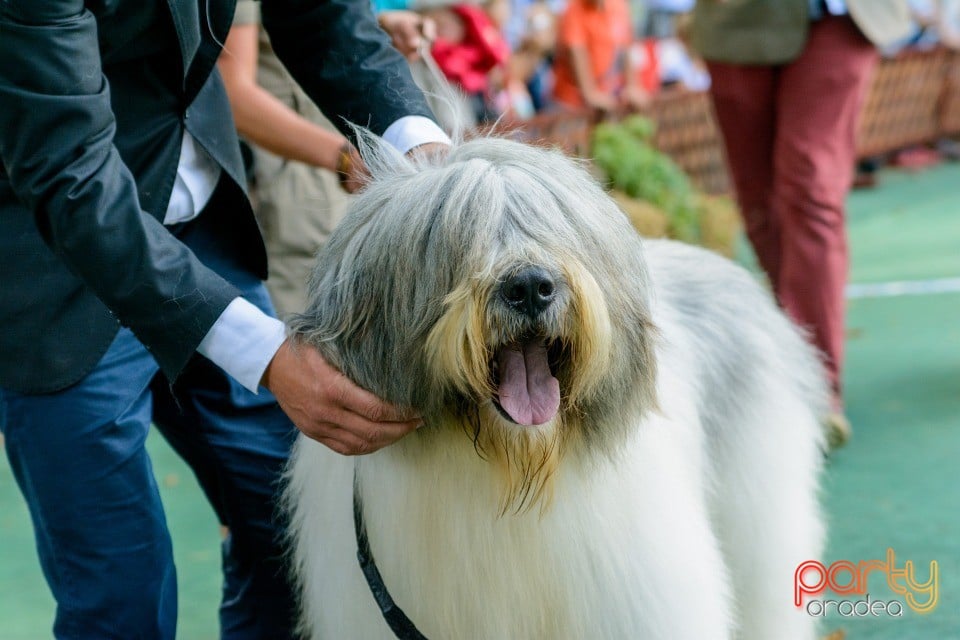 Expoziţie canină, Oradea