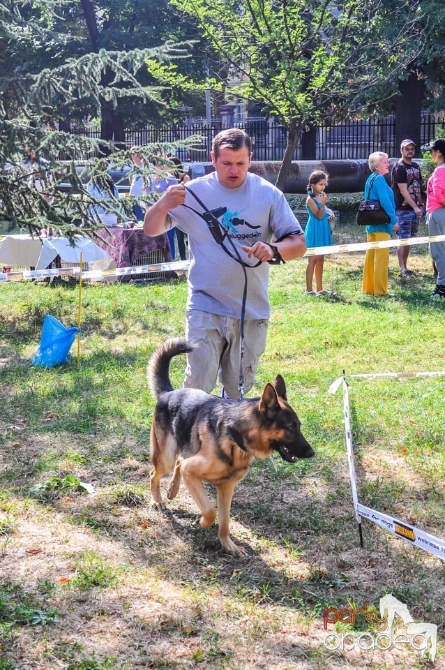 Expozitie canina, Oradea