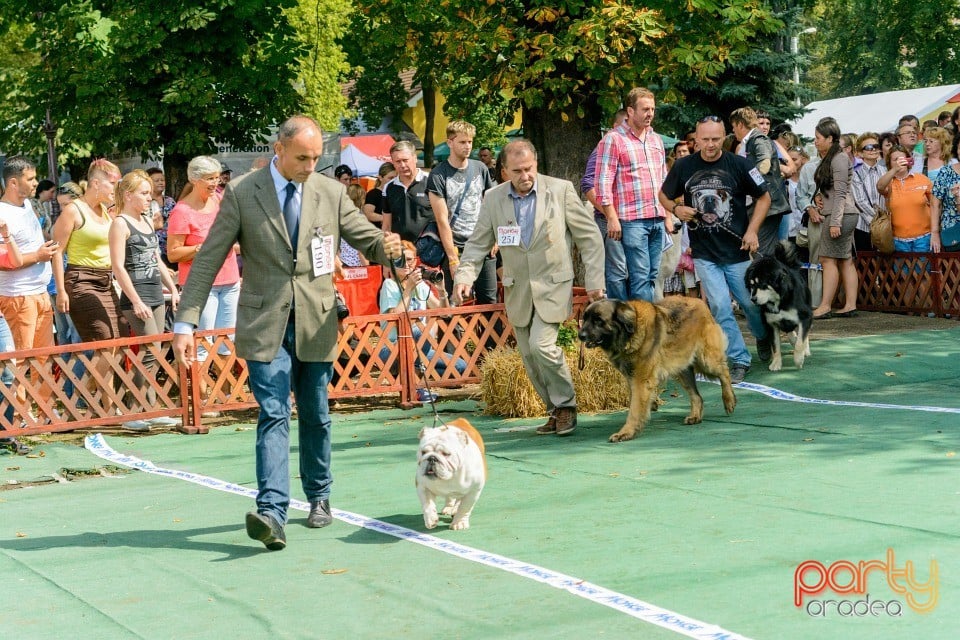 Expoziţie canină, Oradea