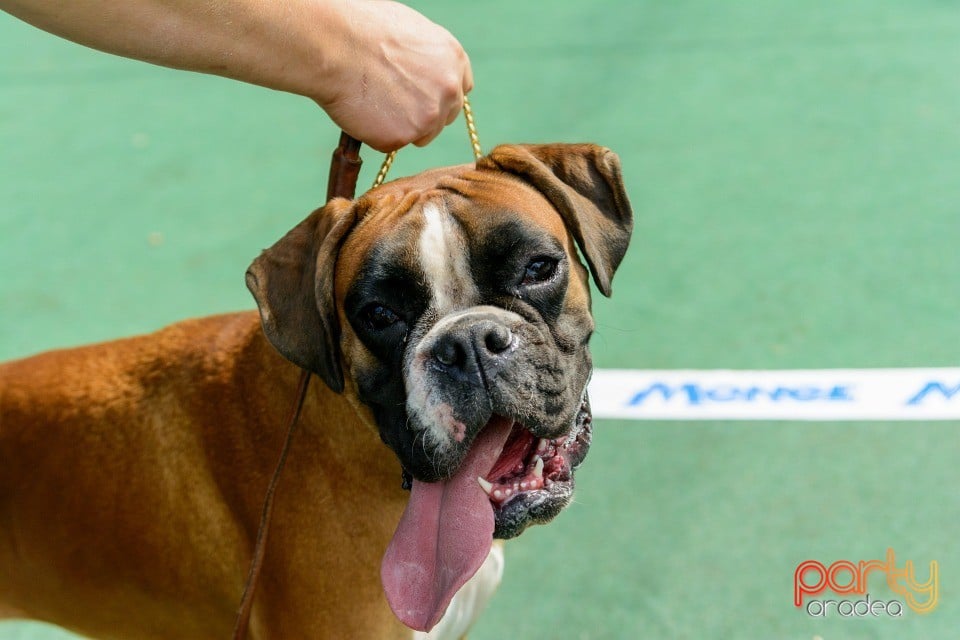 Expoziţie canină, Oradea