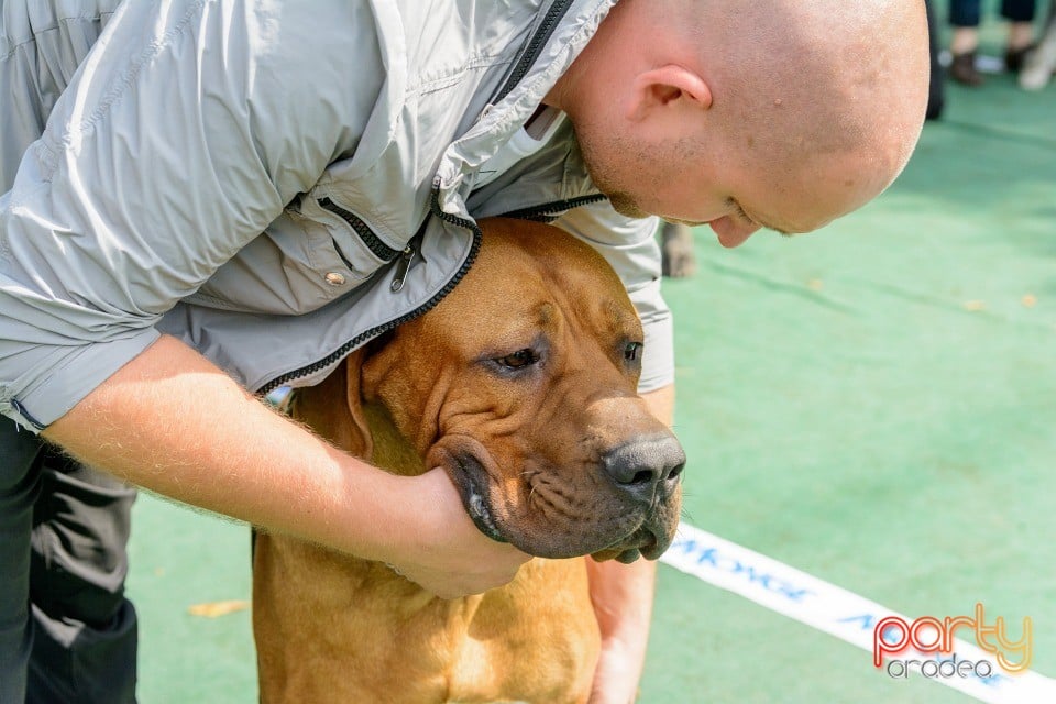 Expoziţie canină, Oradea