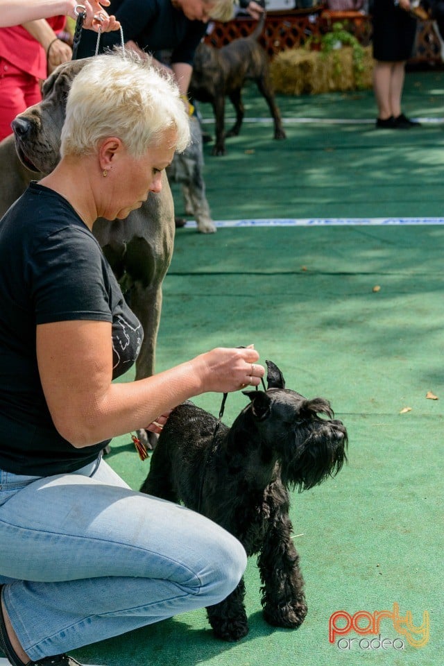 Expoziţie canină, Oradea