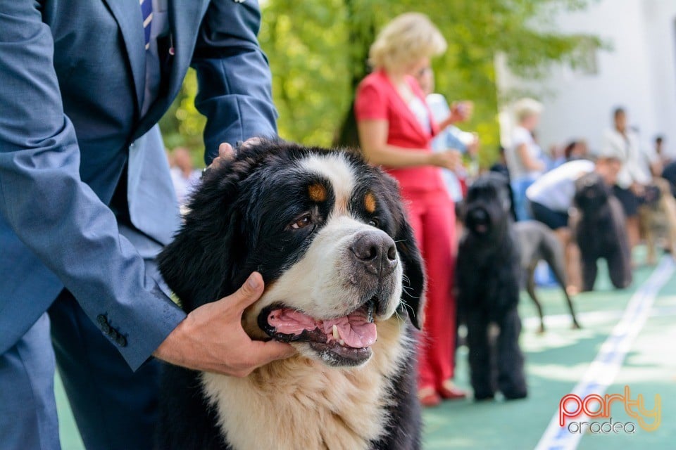 Expoziţie canină, Oradea