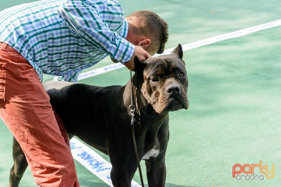 Expoziţie canină, Oradea