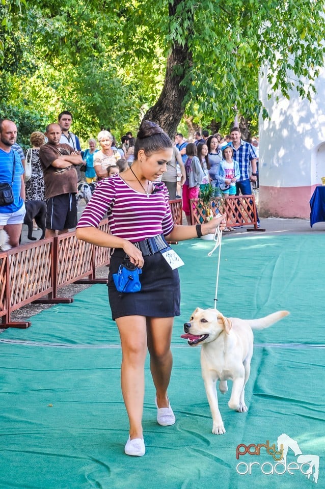 Expozitie canina, Oradea