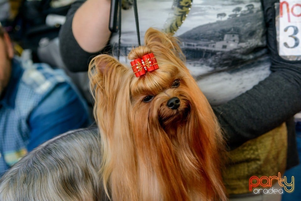 Expoziţie canină, Oradea