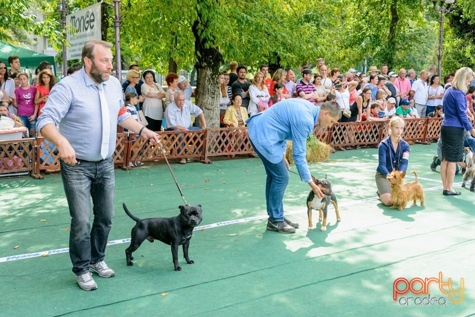 Expoziţie canină, Oradea