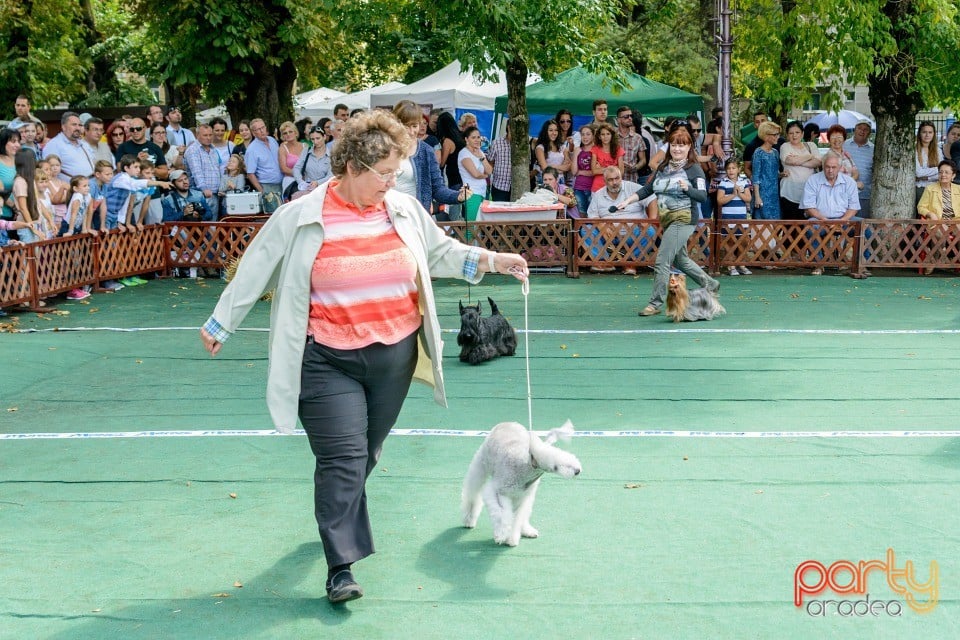 Expoziţie canină, Oradea