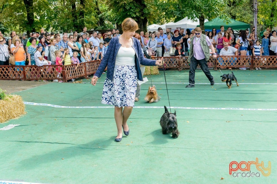 Expoziţie canină, Oradea