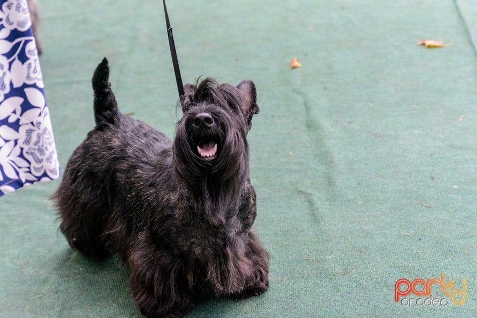 Expoziţie canină, Oradea