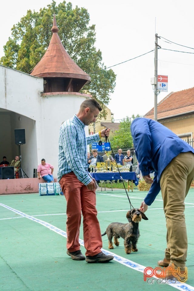 Expoziţie canină, Oradea