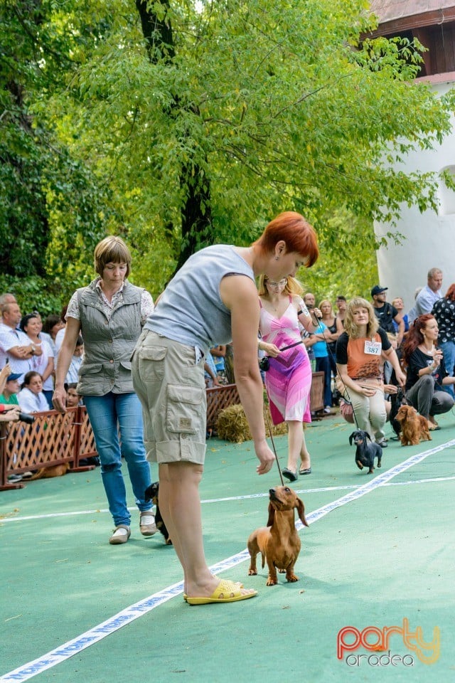 Expoziţie canină, Oradea