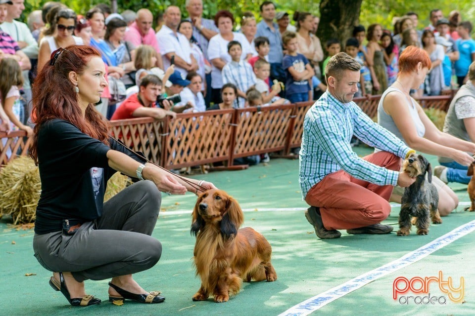 Expoziţie canină, Oradea