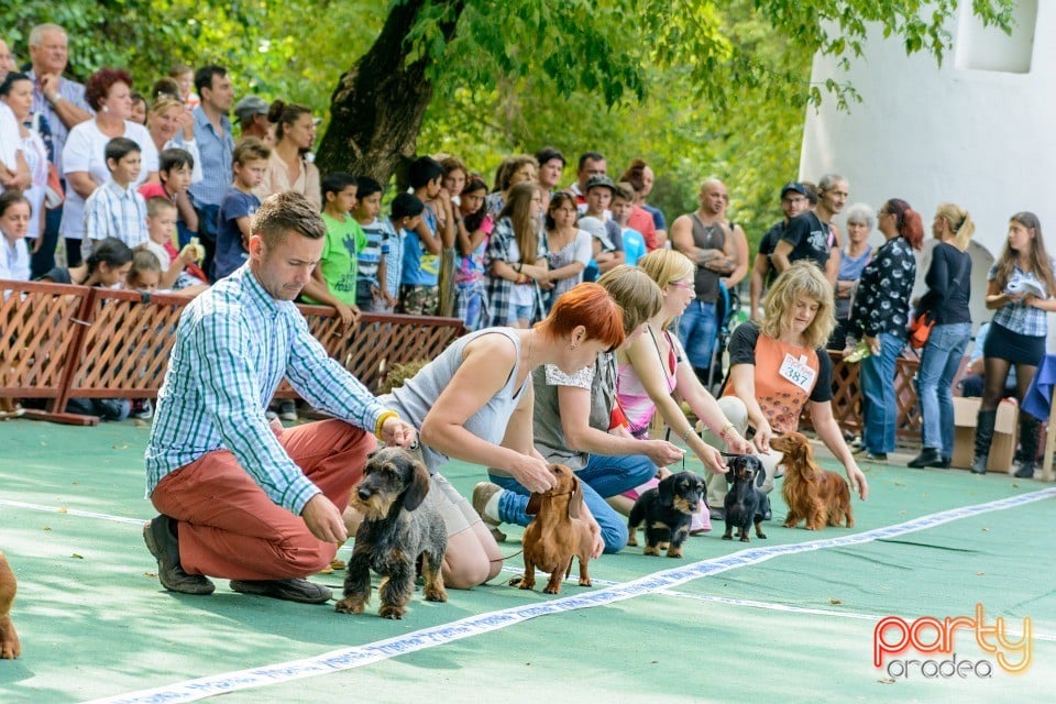 Expoziţie canină, Oradea