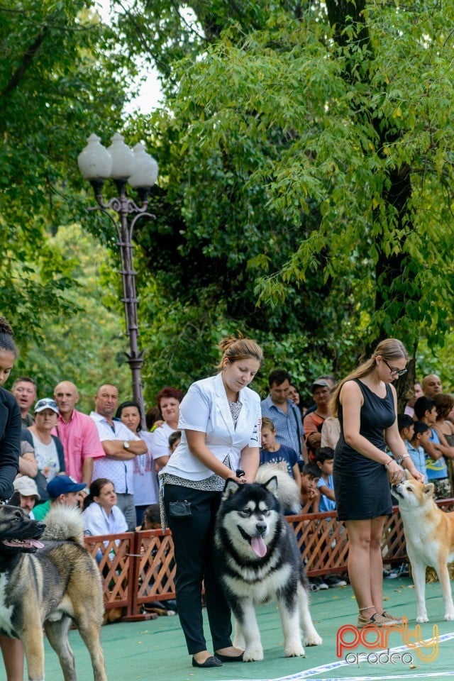 Expoziţie canină, Oradea