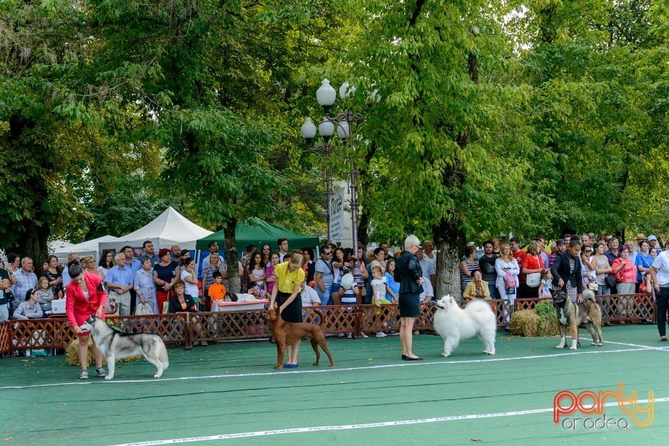 Expoziţie canină, Oradea