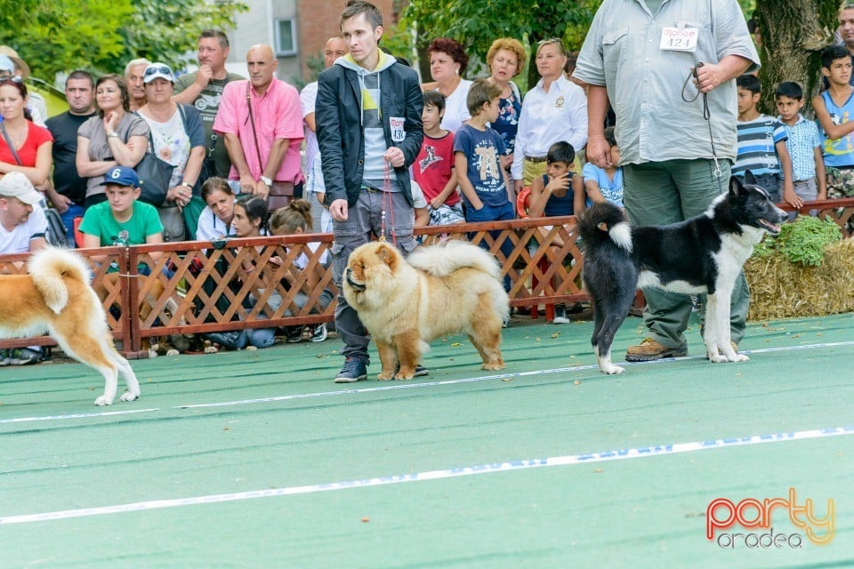 Expoziţie canină, Oradea