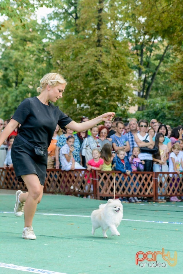 Expoziţie canină, Oradea