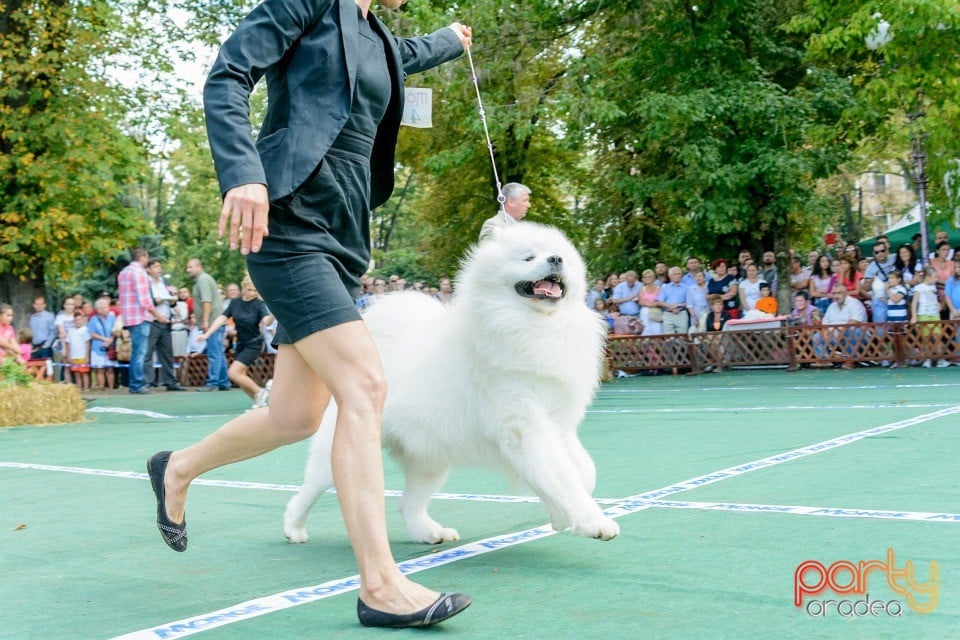 Expoziţie canină, Oradea