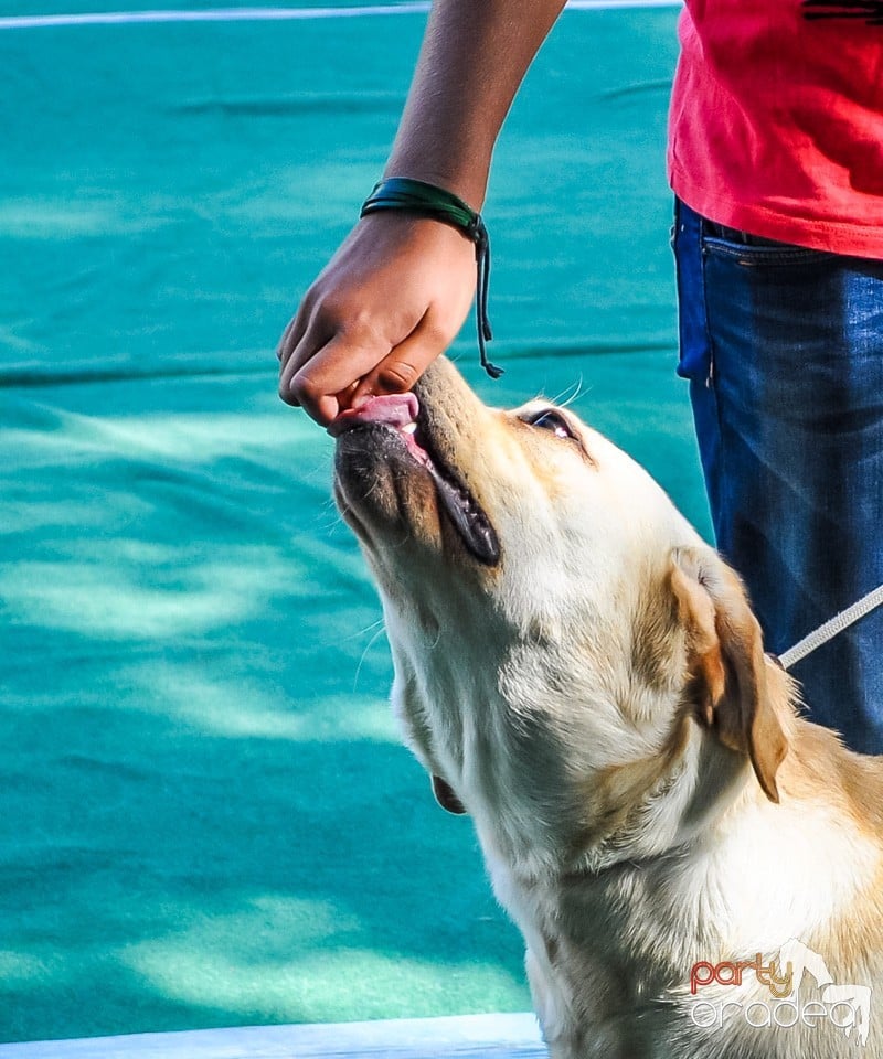 Expozitie canina, Oradea