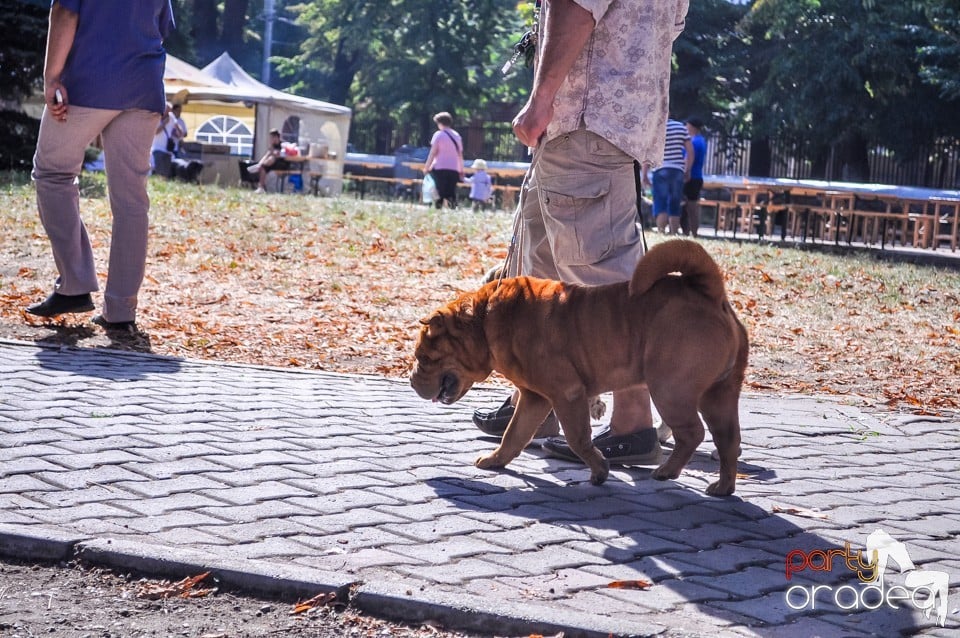 Expozitie canina, Oradea