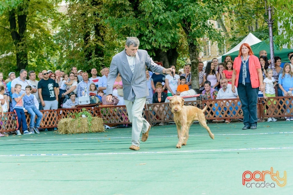 Expoziţie canină, Oradea