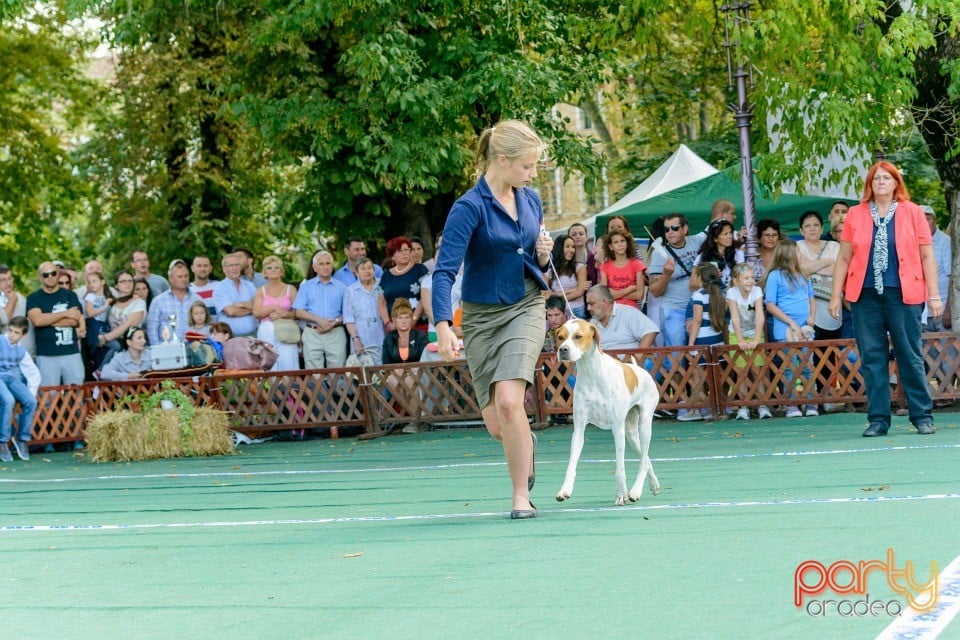 Expoziţie canină, Oradea