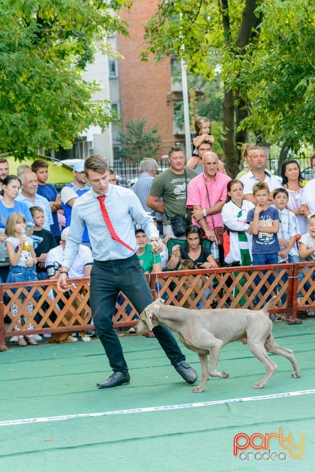 Expoziţie canină, Oradea